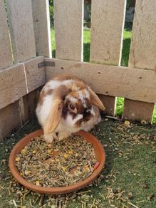 rabbit