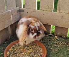 rabbit