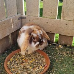 rabbit