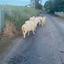 Pedigree Texel sheep Image 4