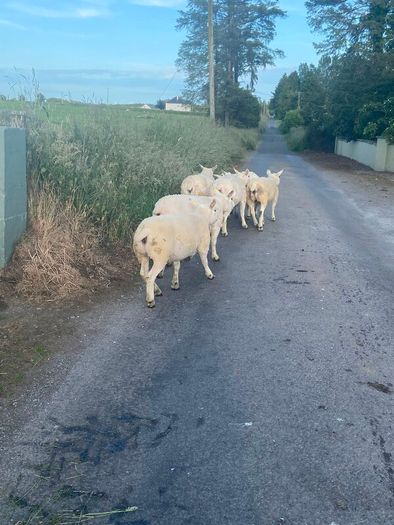 Pedigree Texel sheep