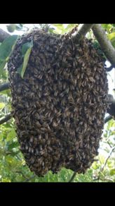 Free swarm removal