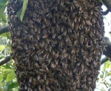 Free swarm removal