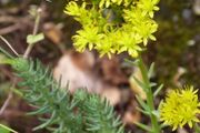 Rock stonecrop