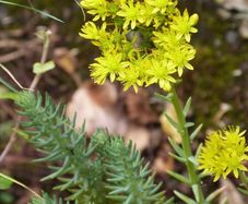 Rock stonecrop