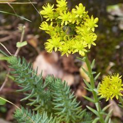 Rock stonecrop