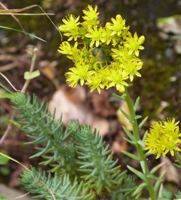 Rock stonecrop