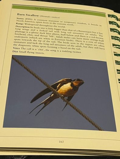 The Bird-Life in Mustique in The Grenadines Michael Pace and Rob Speirs