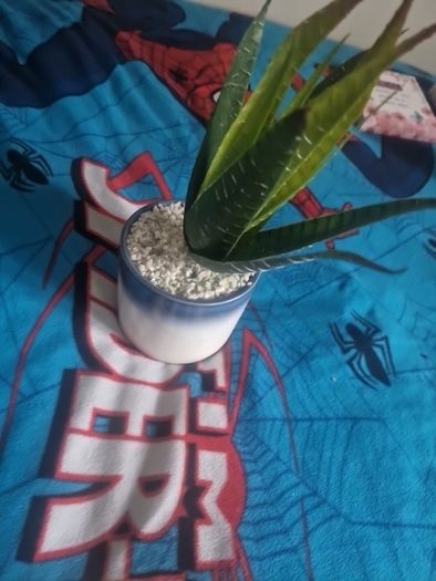 plant
