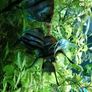 trigon 350l juwel fish tank Image 3