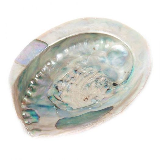 Abalone Shells