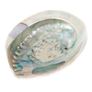 Abalone Shells Image 2