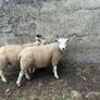 Ewe Lambs Image 3