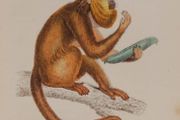 Araguato or Brown Howler William Jardine 1833