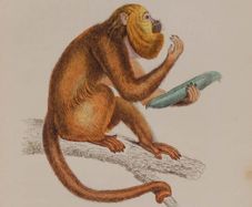 Araguato or Brown Howler William Jardine 1833