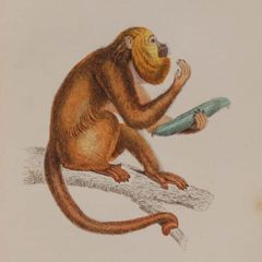 Araguato or Brown Howler William Jardine 1833