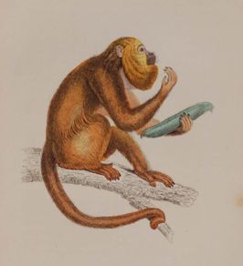 Araguato or Brown Howler William Jardine 1833