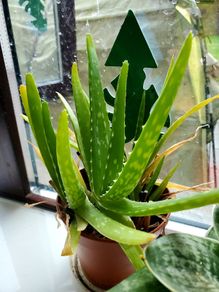 Aloe vera plant