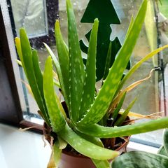 Aloe vera plant
