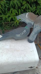Plastic Pigeon