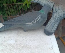 Plastic Pigeon