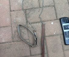 dog lead
