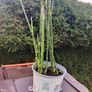 plant Image 2