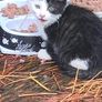 kittens for adoption Image 4