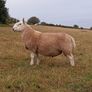 North Country Cheviot Rams Image 2