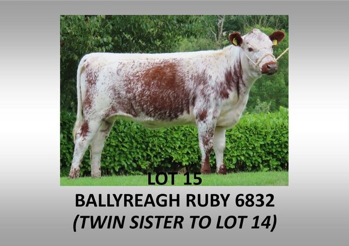 Pedigree Irish Moiled Online Timed Auction