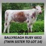 Pedigree Irish Moiled Online Timed Auction Image 8