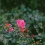 Fujifilm Velvia 50 Image 5