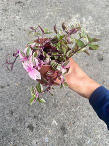 plant