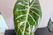Alocasia Pink Dragon Plant