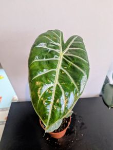 Alocasia Pink Dragon Plant