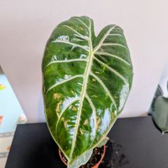 Alocasia Pink Dragon Plant