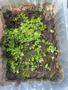 aquarium plants