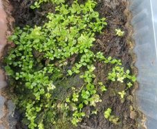 aquarium plants