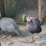guinea fowl x 2 pairs Image 5