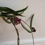 Blooming hoya Image 2
