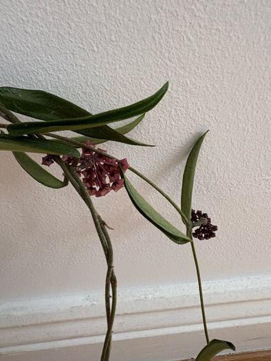 Blooming hoya