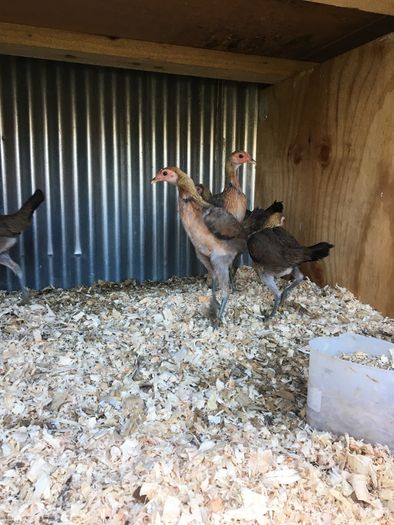 Modern game birds