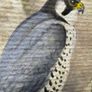 Original Michael Benington Acrylic (Peregrine Falcon) Image 6