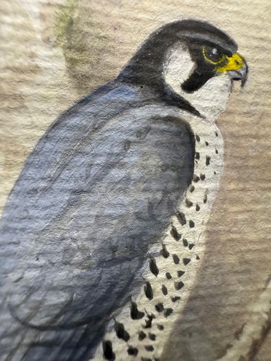 Original Michael Benington Acrylic (Peregrine Falcon)