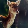 'The Deer and The Fly' Framed Photography Image 4