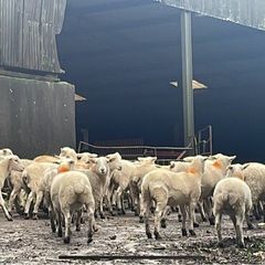 easycare ewe lambs easy care