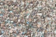 1kg Crushed Oyster Shells - Decorative Pot Topper