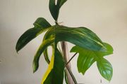 Philodendron Florida Beauty Variegated - Rare Houseplant Collection