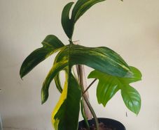 Philodendron Florida Beauty Variegated - Rare Houseplant Collection