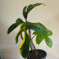 Philodendron Florida Beauty Variegated - Rare Houseplant Collection